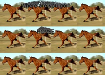 run horse run
