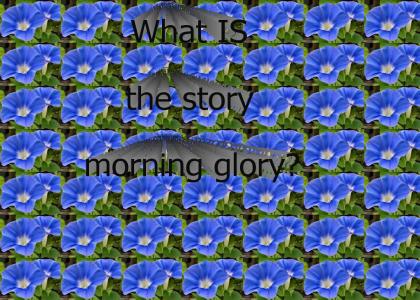 What's The Story Morning Glory
