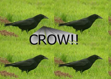 CROW!