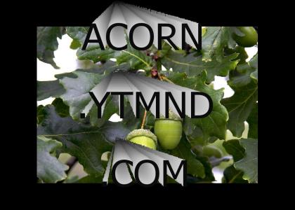 acorn.ytmnd.com