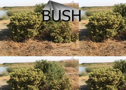 This appears to be a bush.