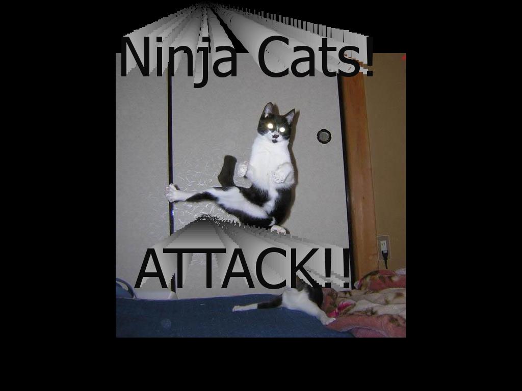 ninjacats