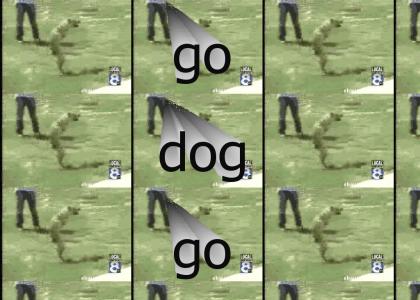 Go dog go