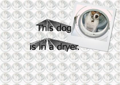 Dog in a Dryer