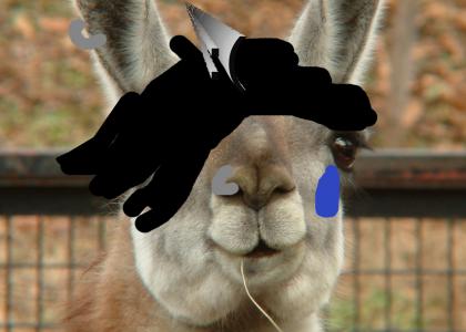 Emo Llama