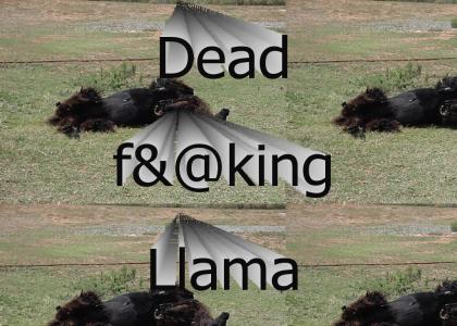 Dead llama