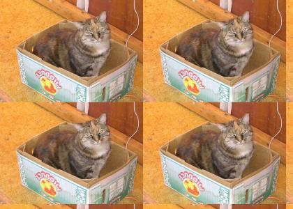 I'm the kitty cat in the box