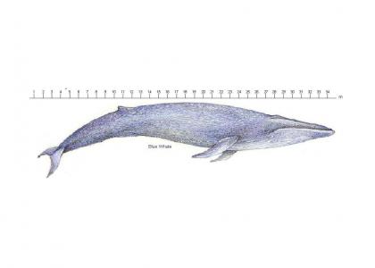 EducationTMND: Blue Whale