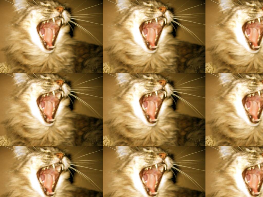 felinescream