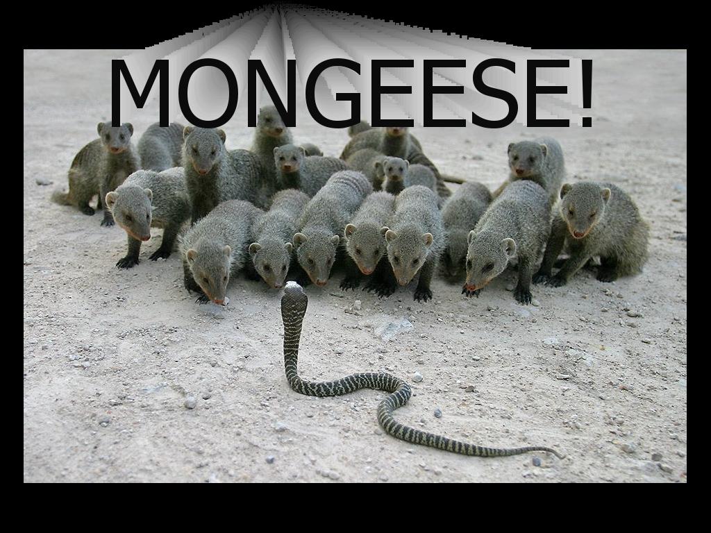 snakesvsmongeese