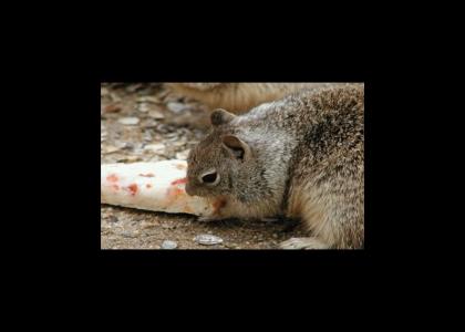 Squirrel Eating Pizza has a glorious vision