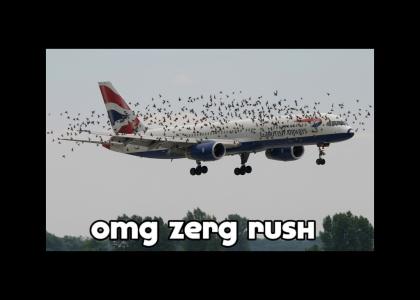 Birds zerg rush for Al-Qaeda!!!