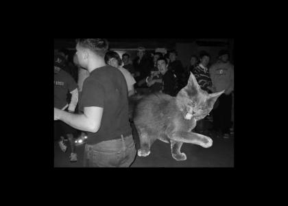 Mosh cat!