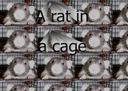 A rat in a cage