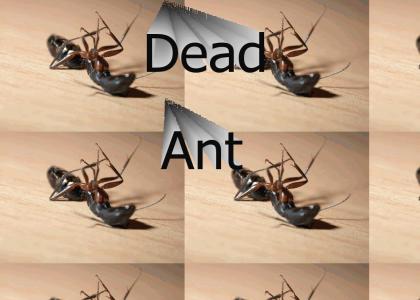 Dead Ants