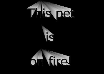 This pet is on fire!