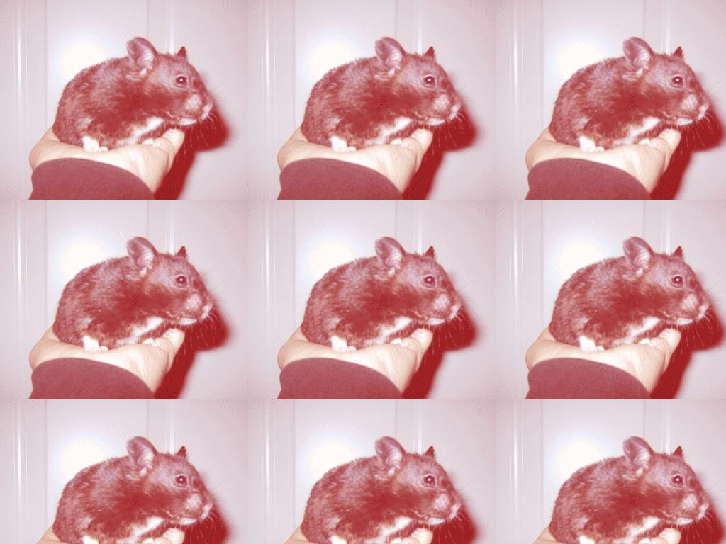 hamsterrave