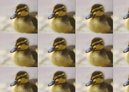 Quack Quack Quack Quack Quack!!