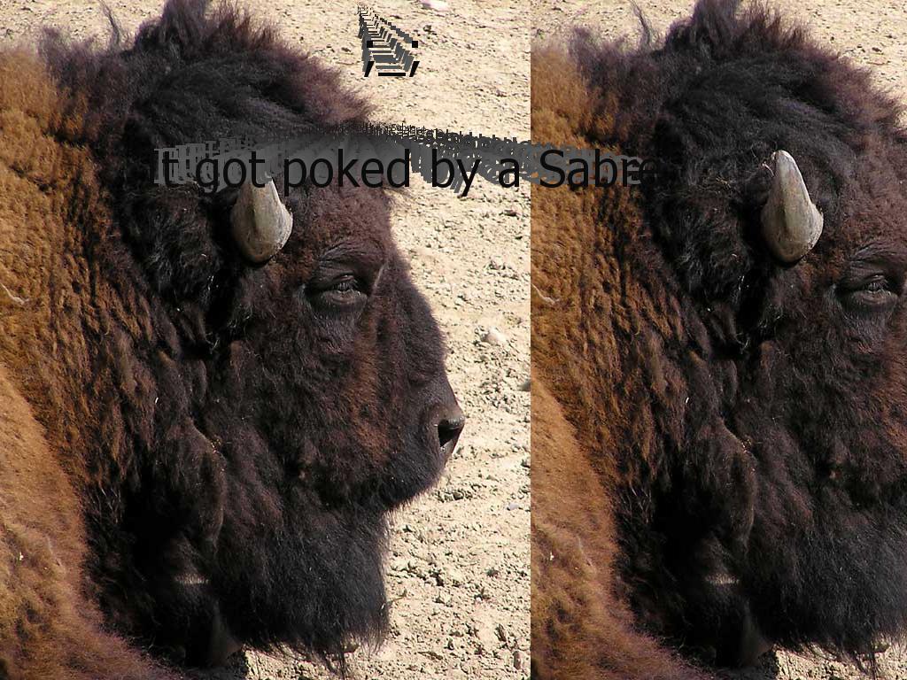 sadbuffalo