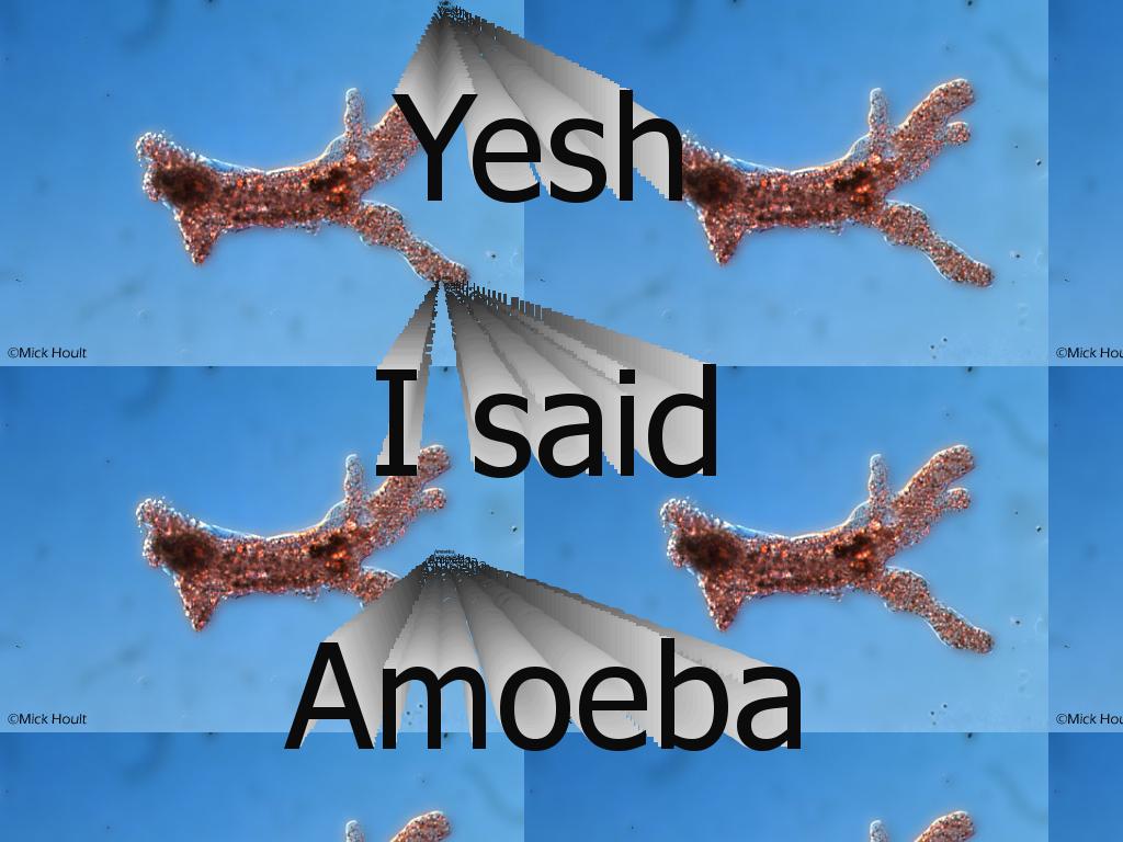 amoebaz