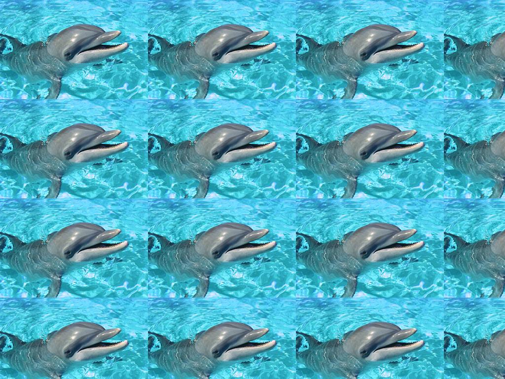 dolphinlols