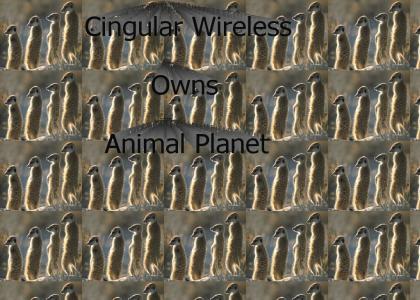 Cingular wireless owns Animal Planet