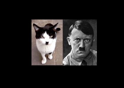 OMG, secret nazi cat !!!!