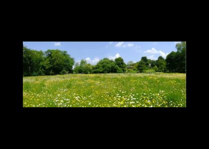 A Dogfight Through The Meadow