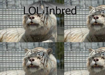 Inbred White Tigers