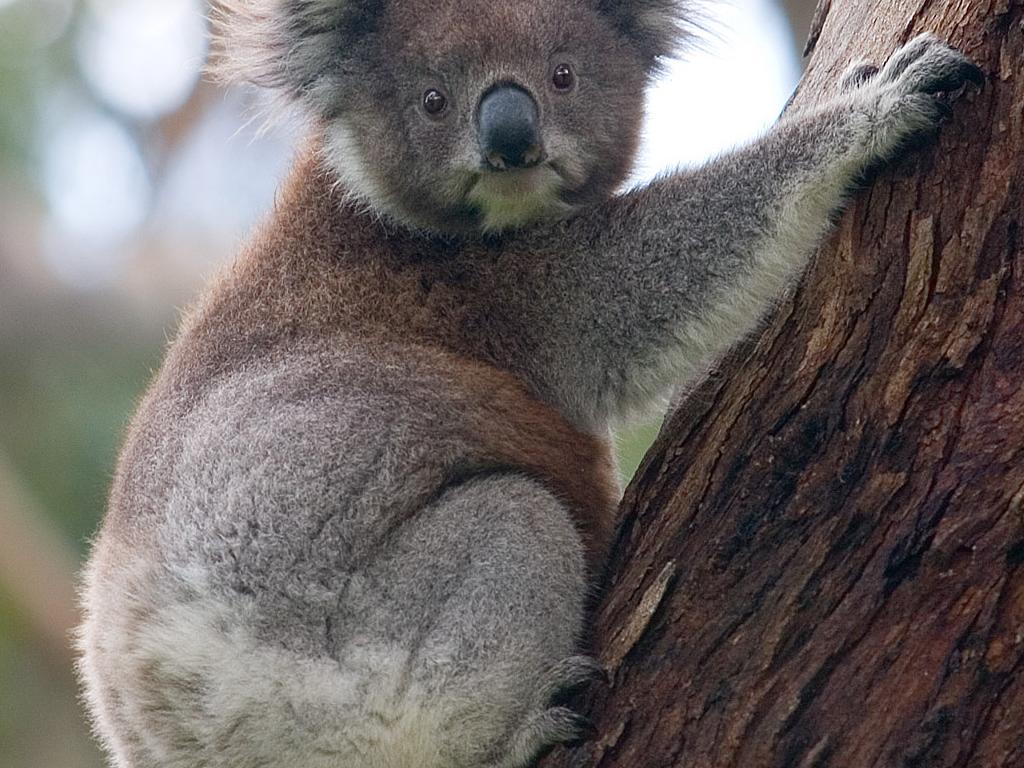 koalasoul