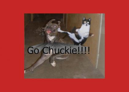 Chuck Noris's Cat!!