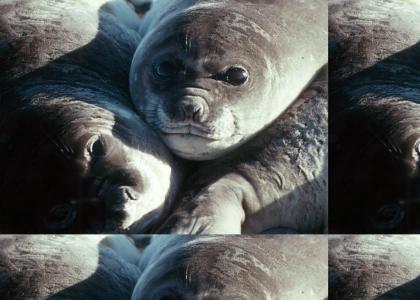 Cute seal! :3