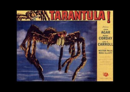 Tarantula!