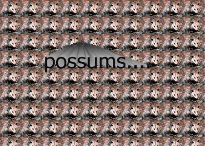 Possums...