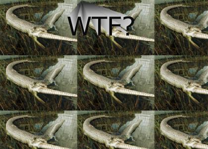 Pythonswallowsalligator