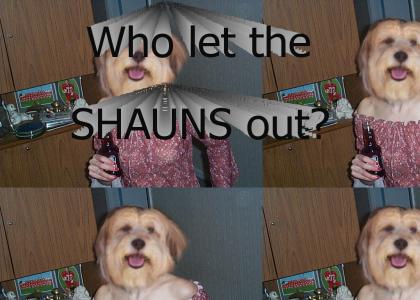 Who Let the Shauns Out?