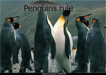 Penguins rule