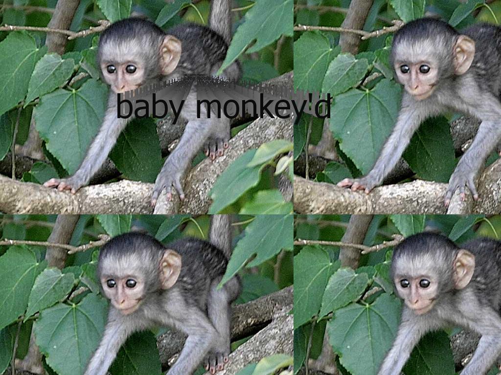 babymonkeyed