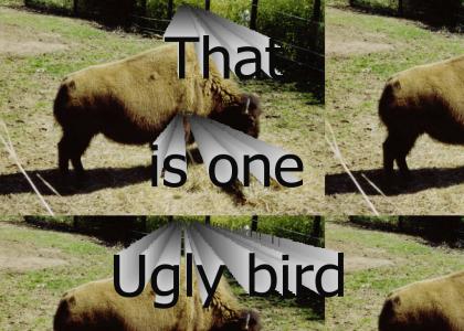 ugly bird