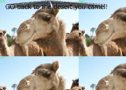Billy the camel