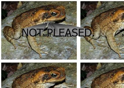 Cane Toad is...