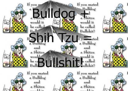 Bulldog + Shih Tzu =