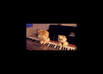 Cats Playing Beverly Hills Cop Theme on Keyboard