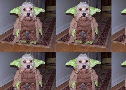 Yoda Dog Now Man