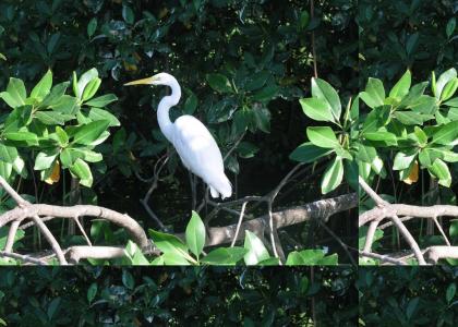 Birdwatching in the Everglades grows tiresome.