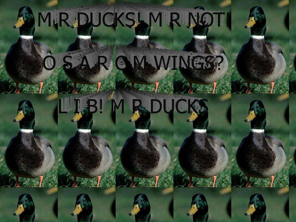 mrducks