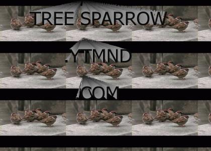 treesparrow.ytmnd.com