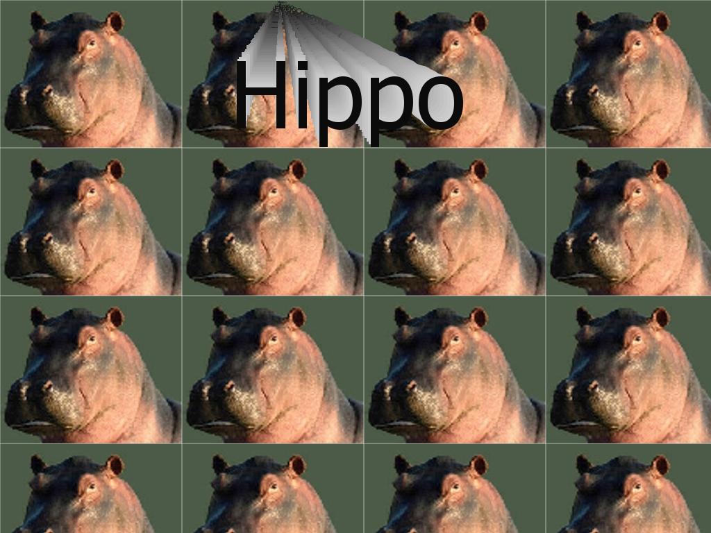 hippooo