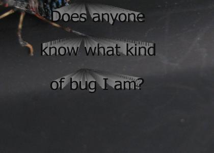 Such an odd little bug...