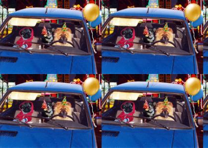 Partydogs go cruisin'